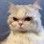 user_avatar