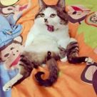 user_avatar