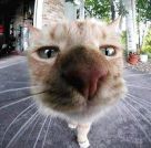 user_avatar