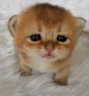 user_avatar